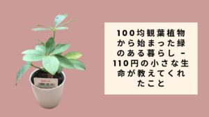 100均観葉植物から始まった緑のある暮らし - 110円の小さな生命が教えてくれたこと