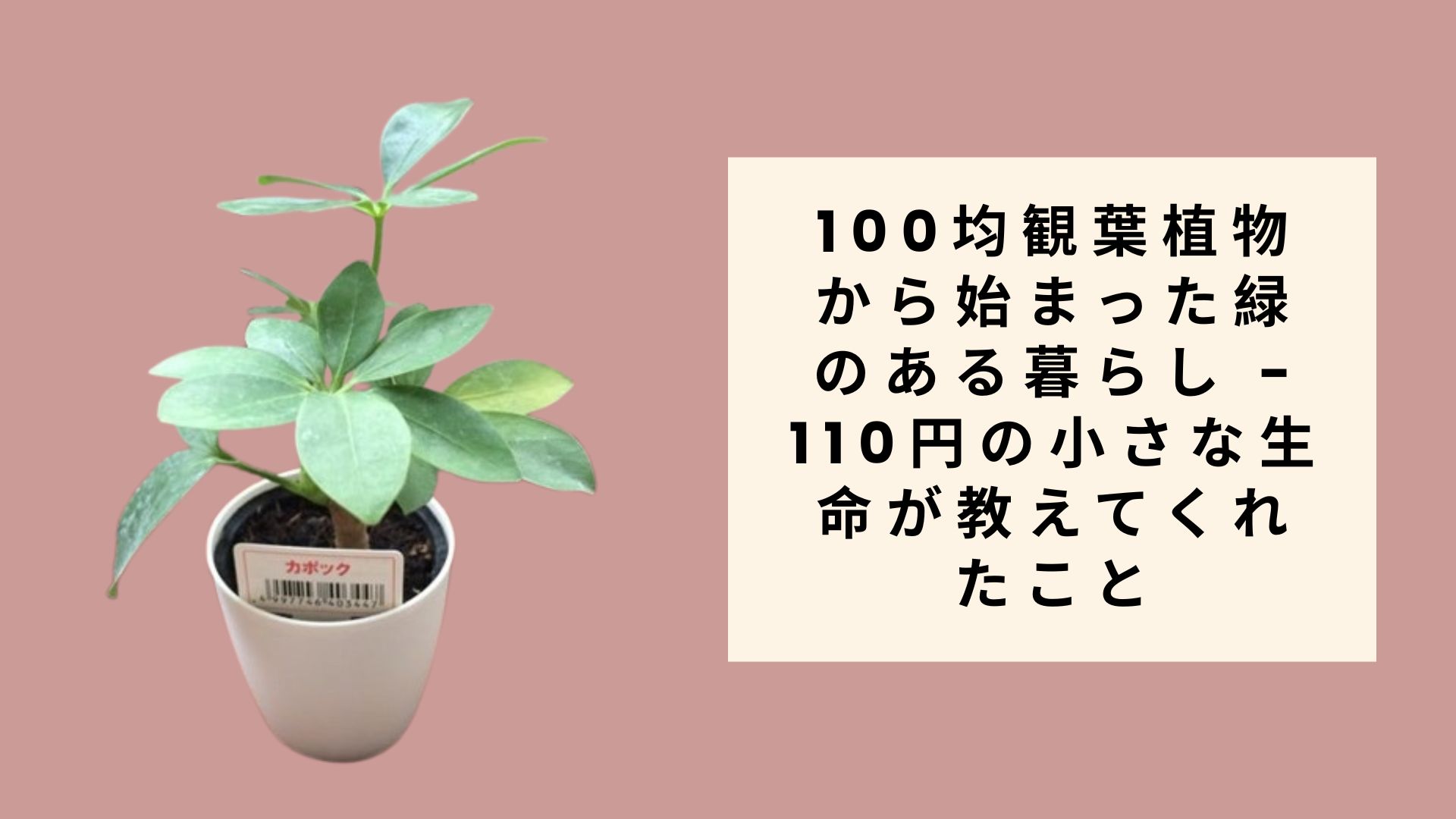 100均観葉植物から始まった緑のある暮らし - 110円の小さな生命が教えてくれたこと