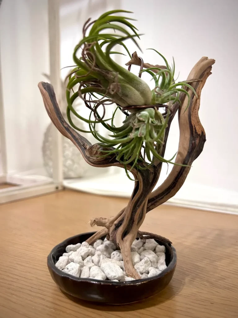 アクアリウム用とインテリア用の流木は違いますか？