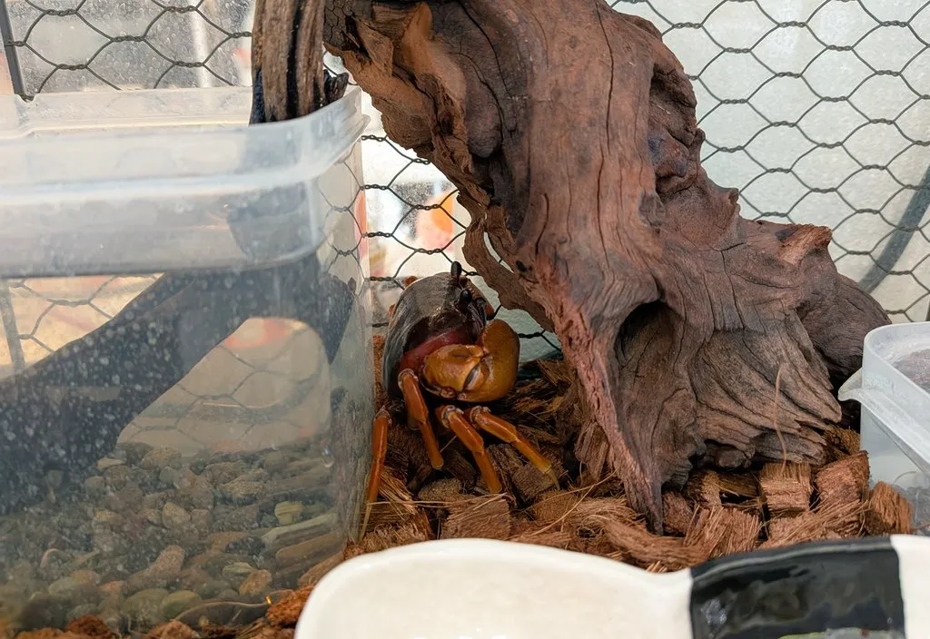 流木の価格相場はどのくらいですか