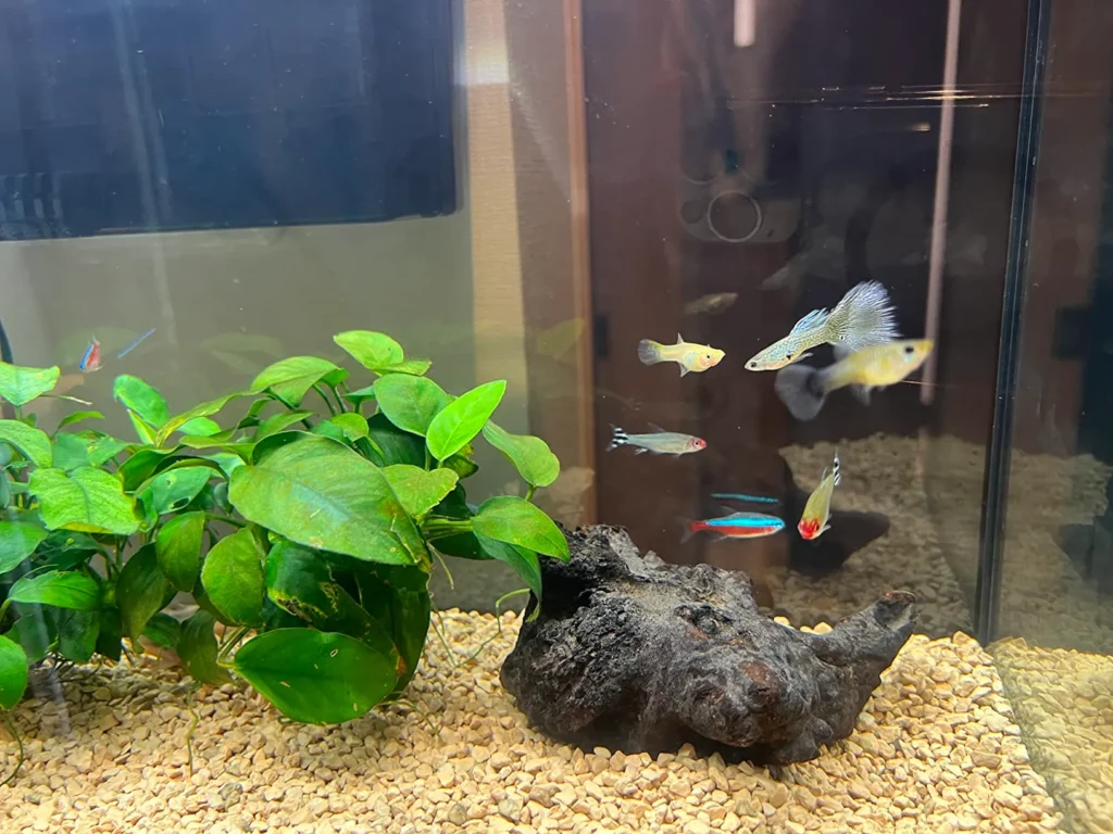 流木の処理方法と注意点