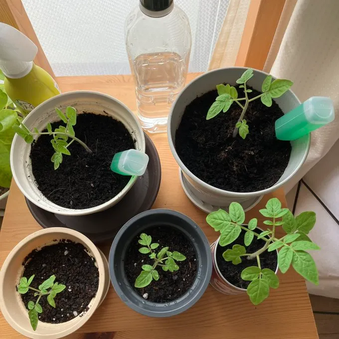 セリアに観葉植物が売ってない理由はなぜ