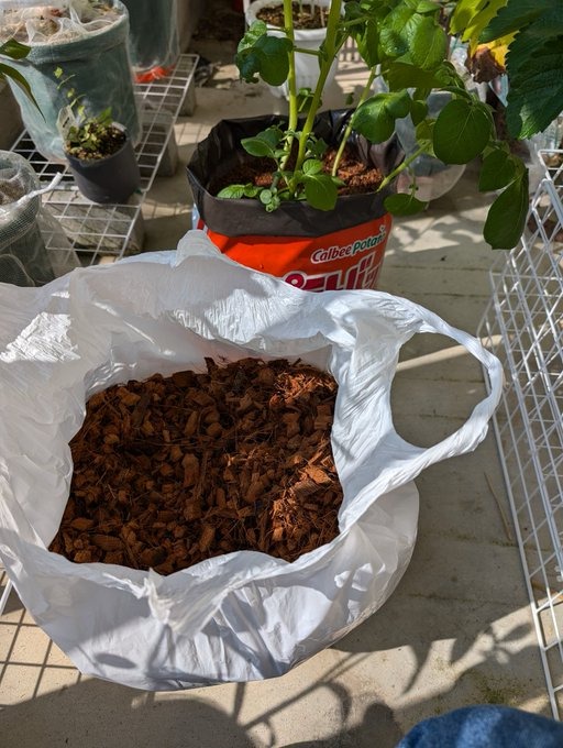 セリアで観葉植物を見つけるためのポイント