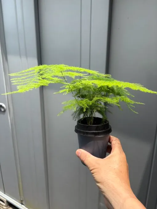 セリアで観葉植物を見つけたときの注意点
