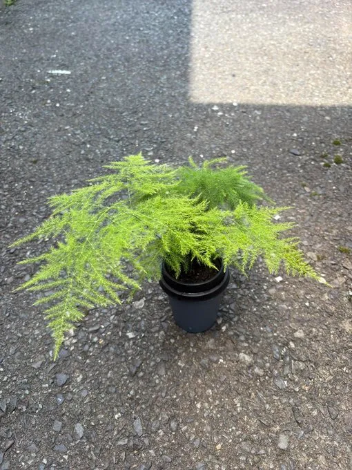 セリアで観葉植物が買える時期はいつですか？