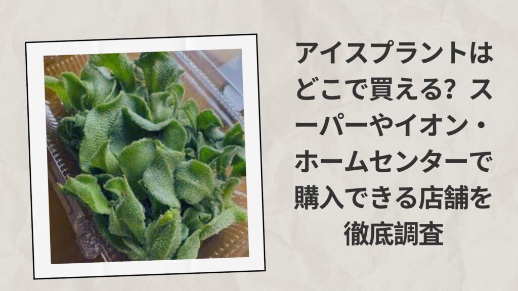 アイスプラントはどこで買える？スーパーやイオン・ホームセンターで購入できる店舗を徹底調査