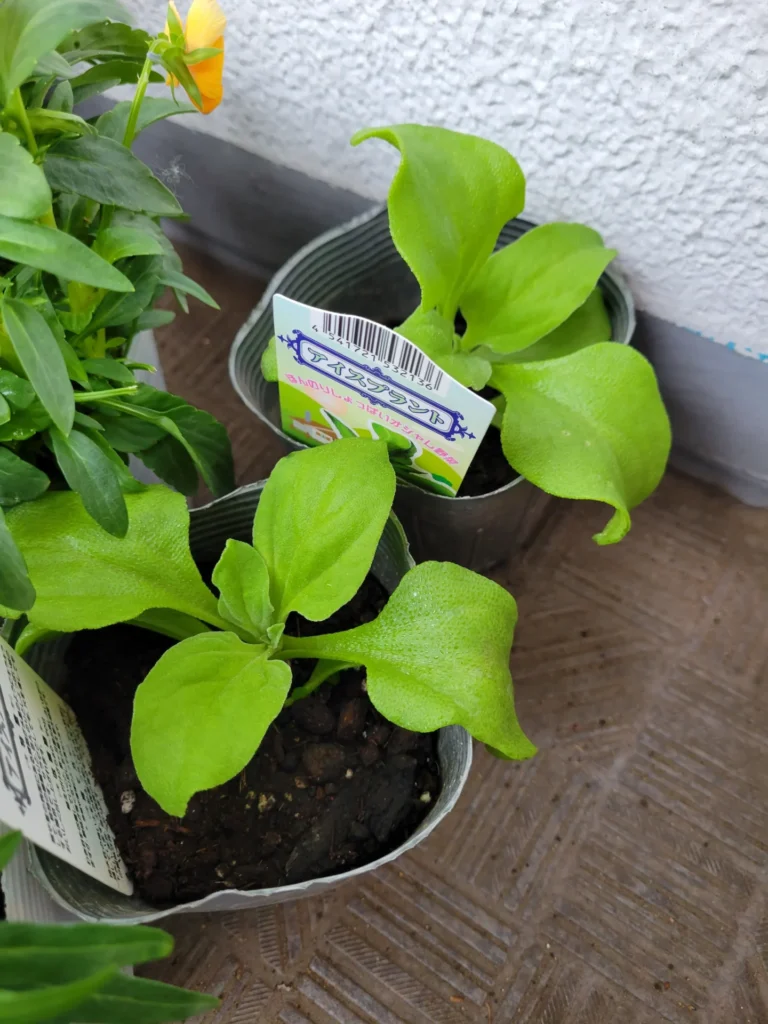 アイスプラントはどこで買える